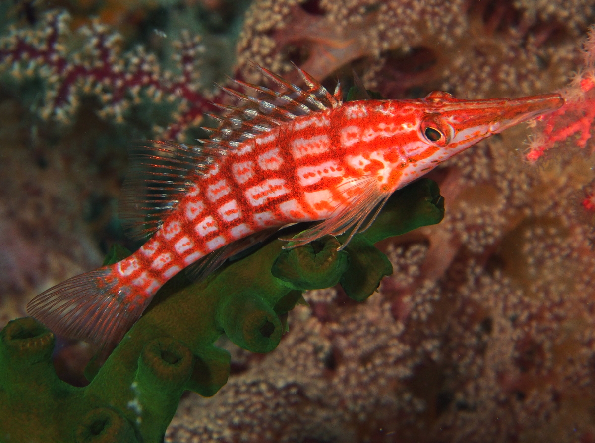 Longnose Hawkfish - Oxycirrhites typus