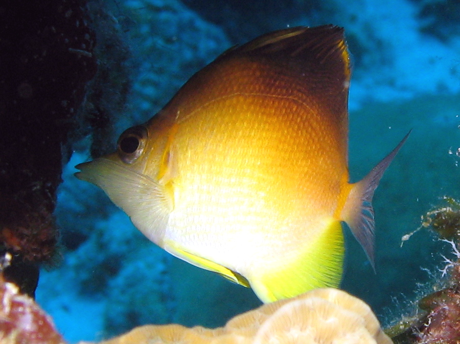 Longsnout Butterflyfish - Prognathodes aculeatus