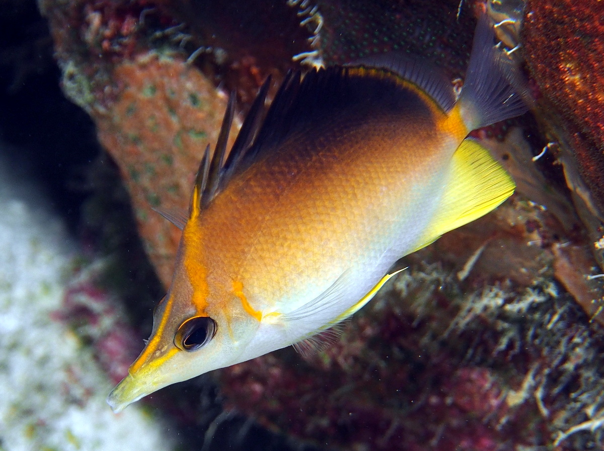 Longsnout Butterflyfish - Prognathodes aculeatus