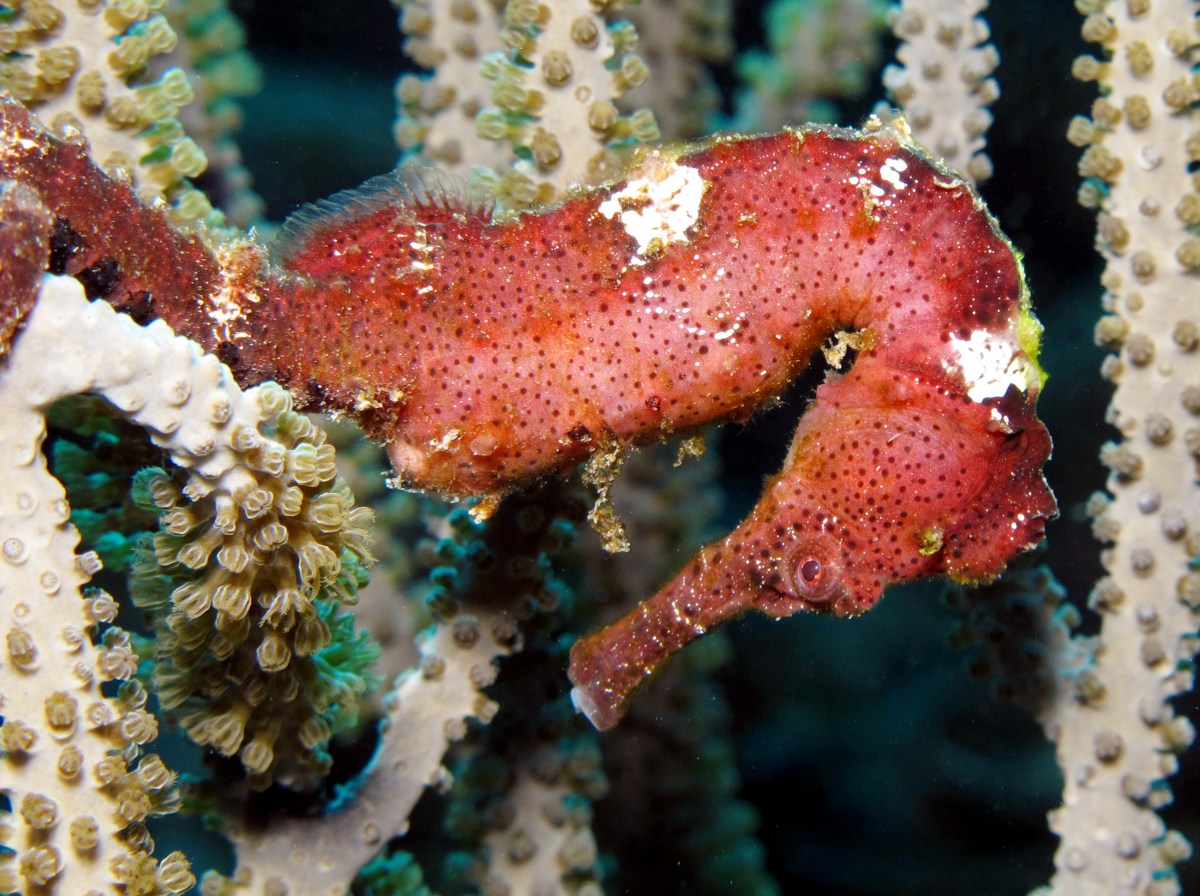 Longsnout Seahorse - Hippocampus reidi