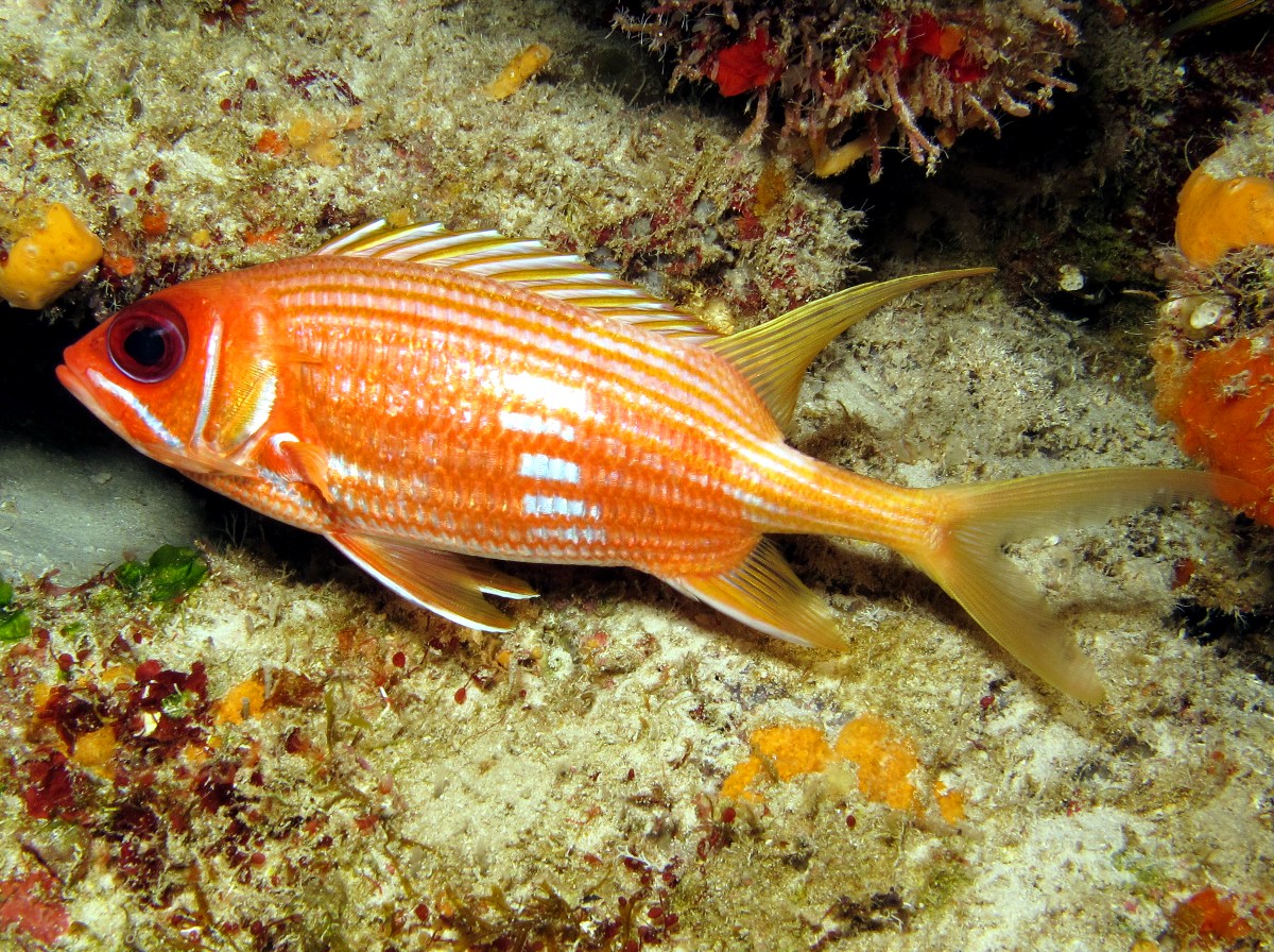 Longspine Squirrelfish - Holocentrus rufus