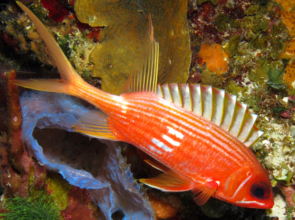 Longspine Squirrelfish - Holocentrus rufus