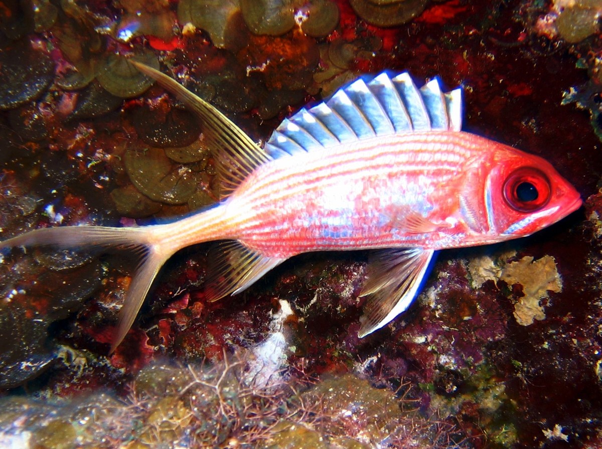 Longspine Squirrelfish - Holocentrus rufus