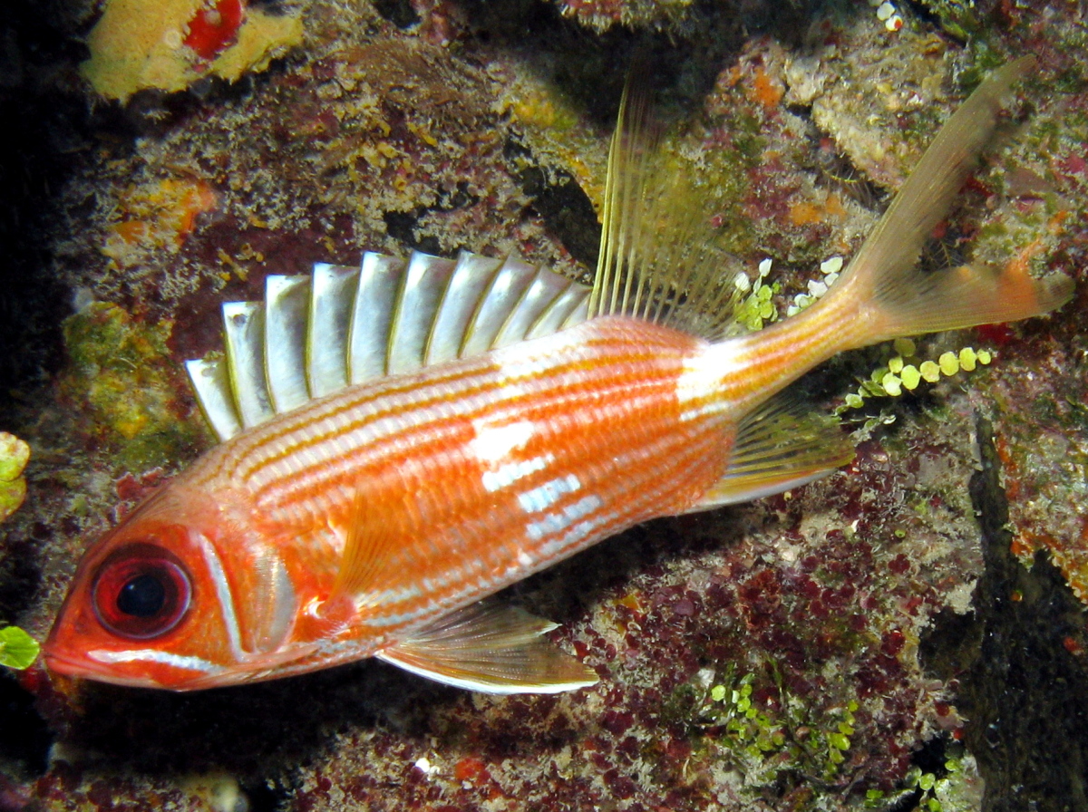 Longspine Squirrelfish - Holocentrus rufus