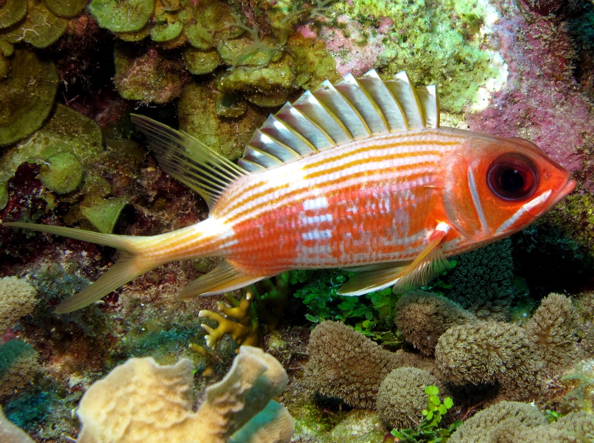 Longspine Squirrelfish - Holocentrus rufus
