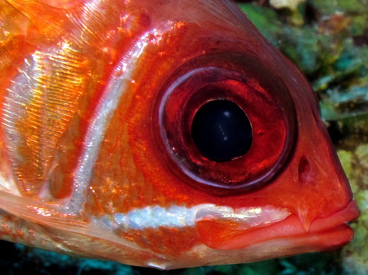 Longspine Squirrelfish - Holocentrus rufus