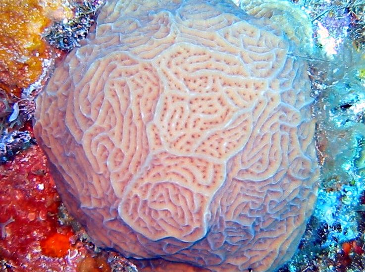Low Relief Lettuce Coral - Agaricia humilis