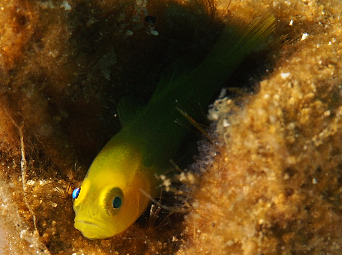 Ornate Goby - Lubricogobius exiguus