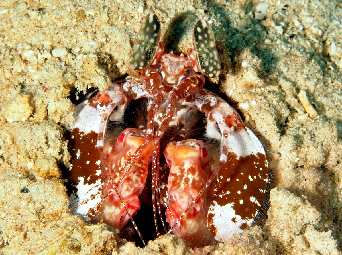 Lisa's Mantis Shrimp - Lysiosquillina lisa