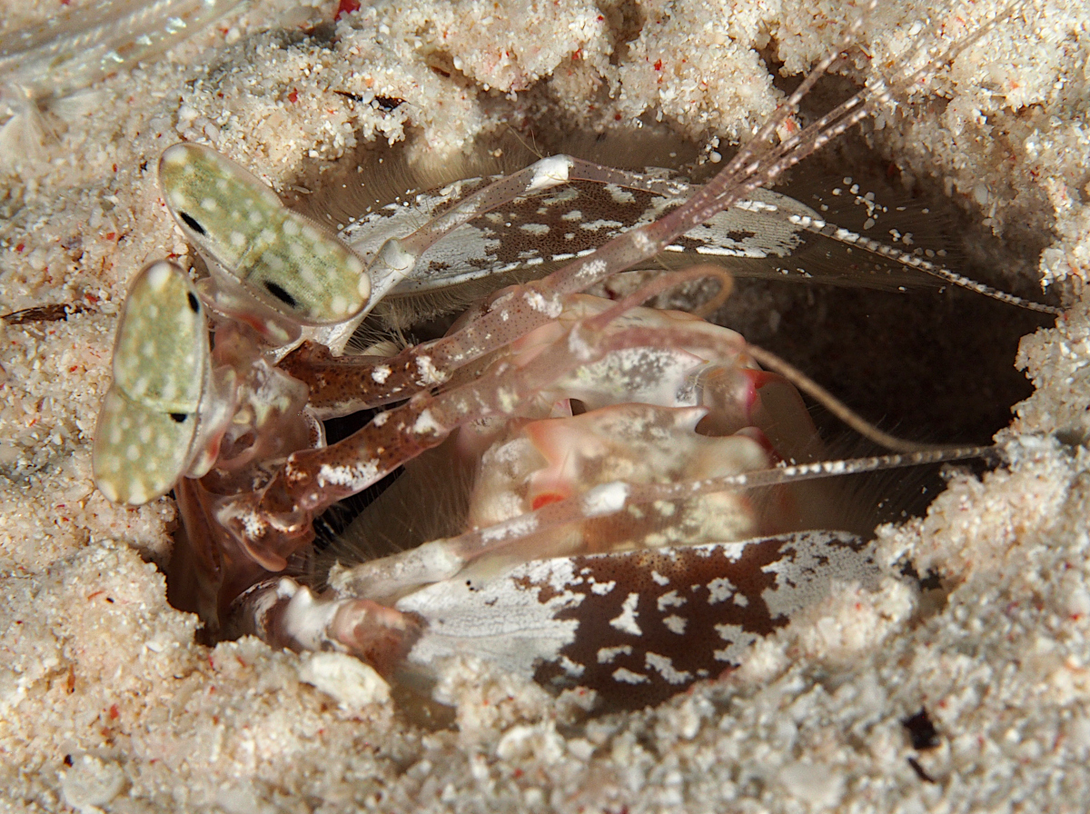 Lisa's Mantis Shrimp - Lysiosquillina lisa