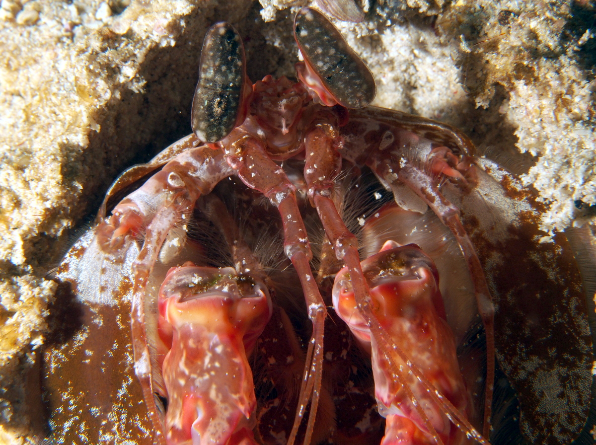 Lisa's Mantis Shrimp - Lysiosquillina lisa
