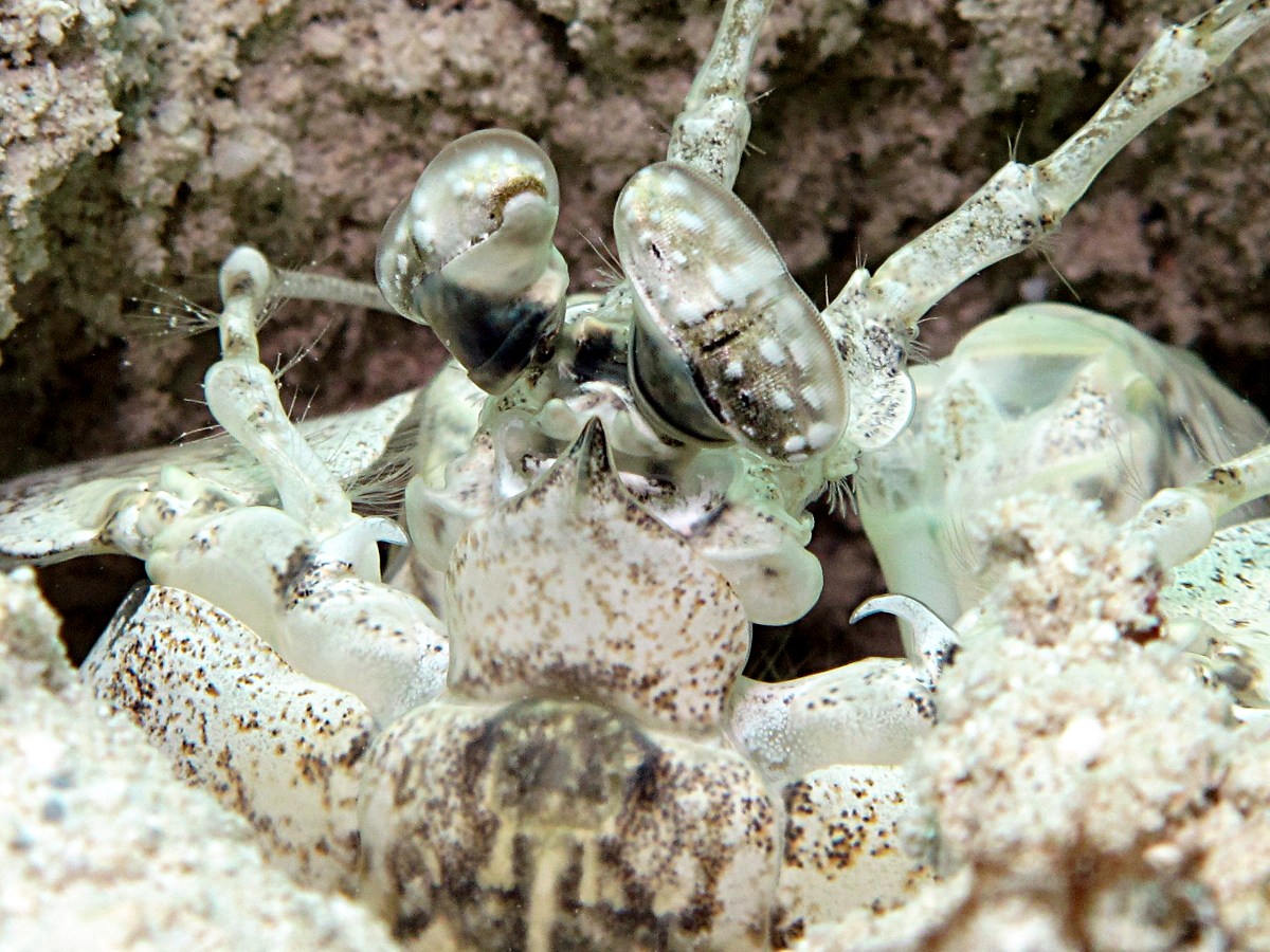 Tiger Mantis Shrimp - Lysiosquillina maculata