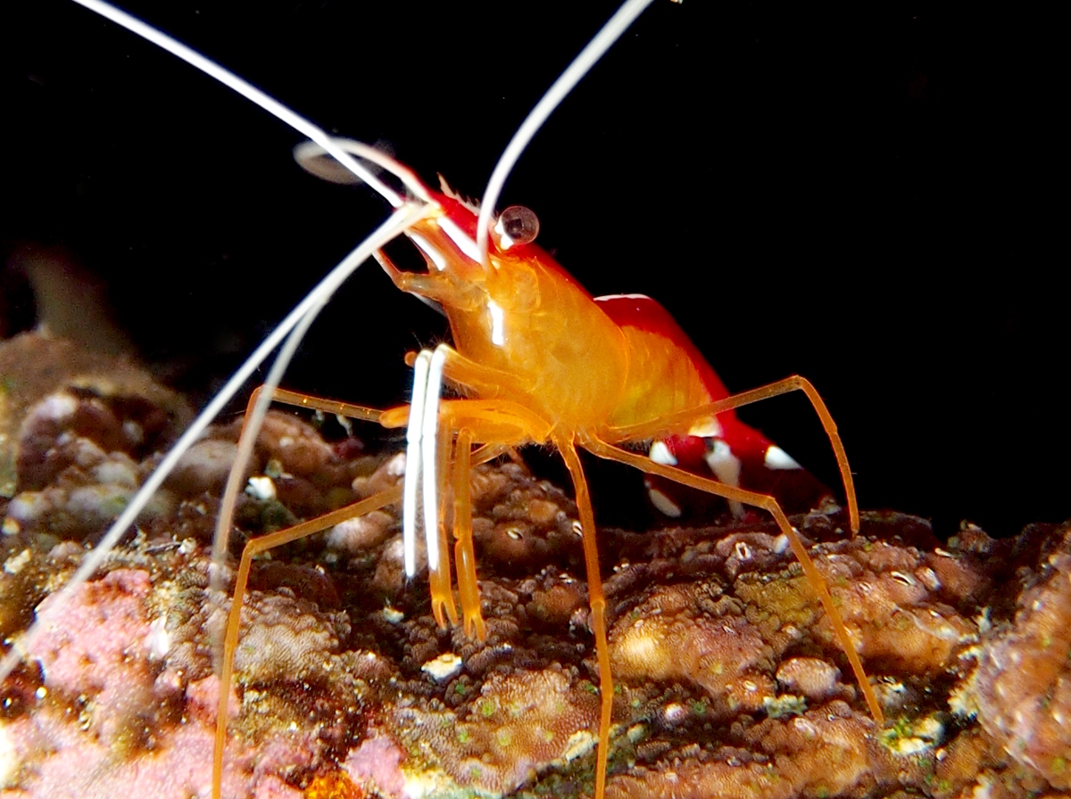White-Banded Cleaner Shrimp - Lysmata amboinensis