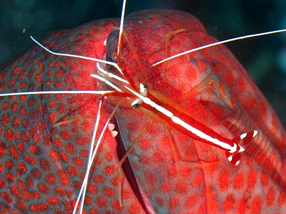 White-Banded Cleaner Shrimp - Lysmata amboinensis