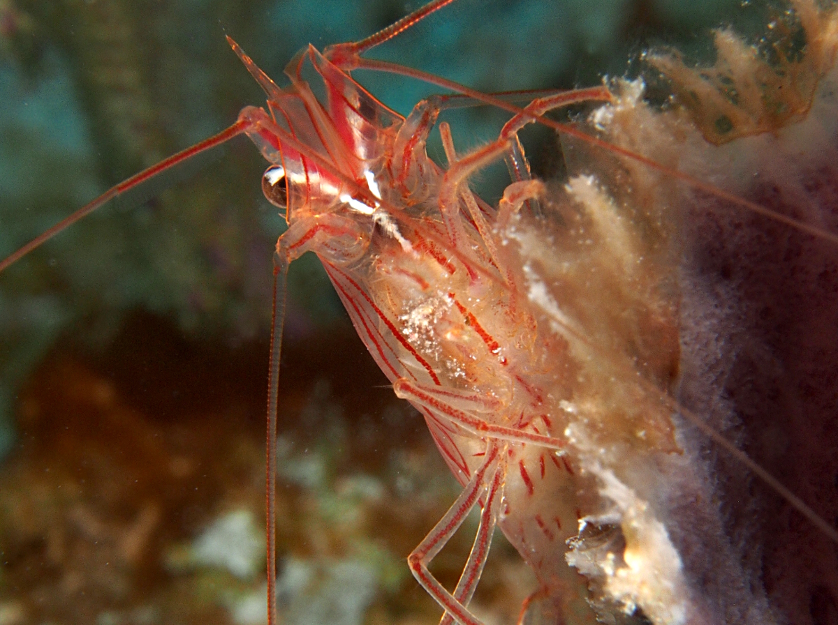 Sponge Peppermint Shrimp - Lysmata pederseni