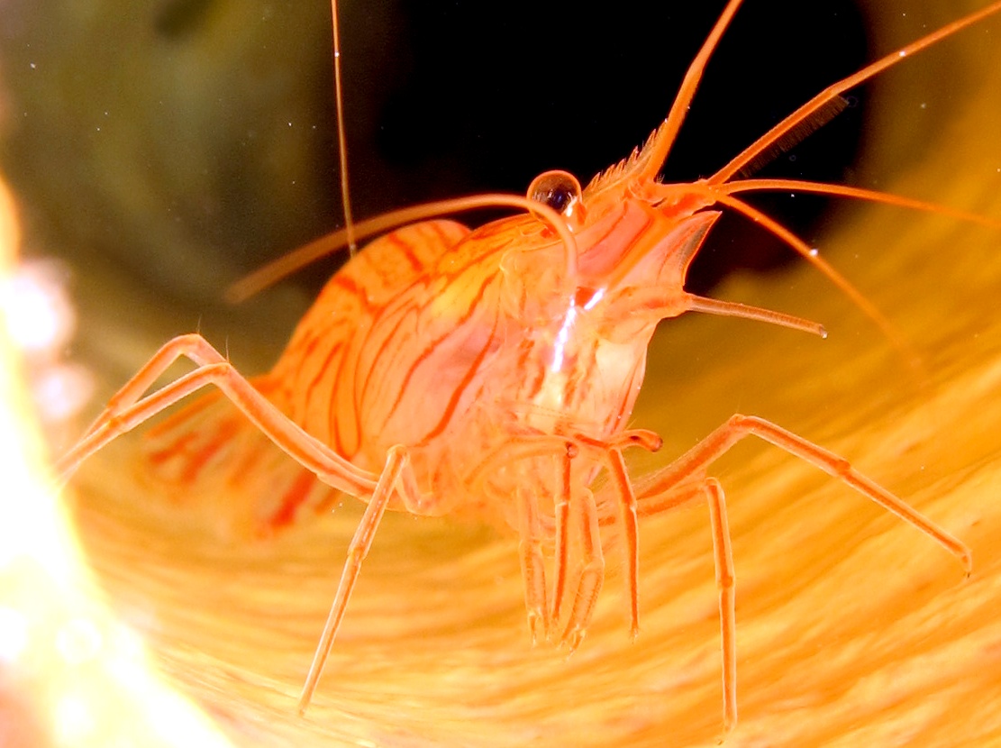 Sponge Peppermint Shrimp - Lysmata pederseni