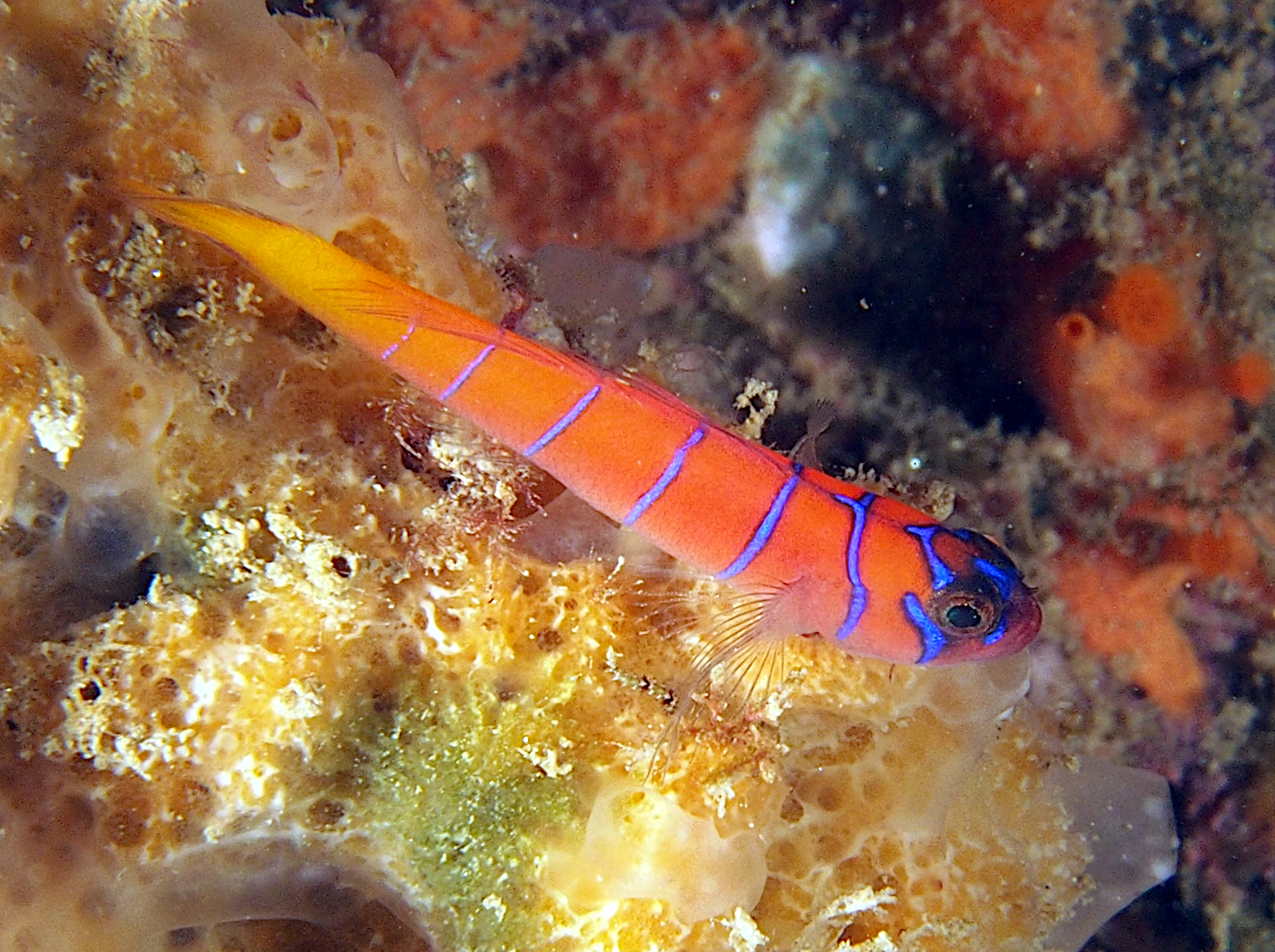 Bluebanded Goby - Lythrypnus dalli