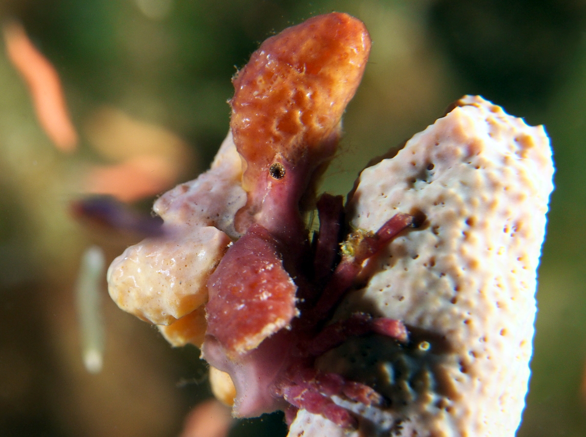 Spongy Decorator Crab - Macrocoeloma trispinosum