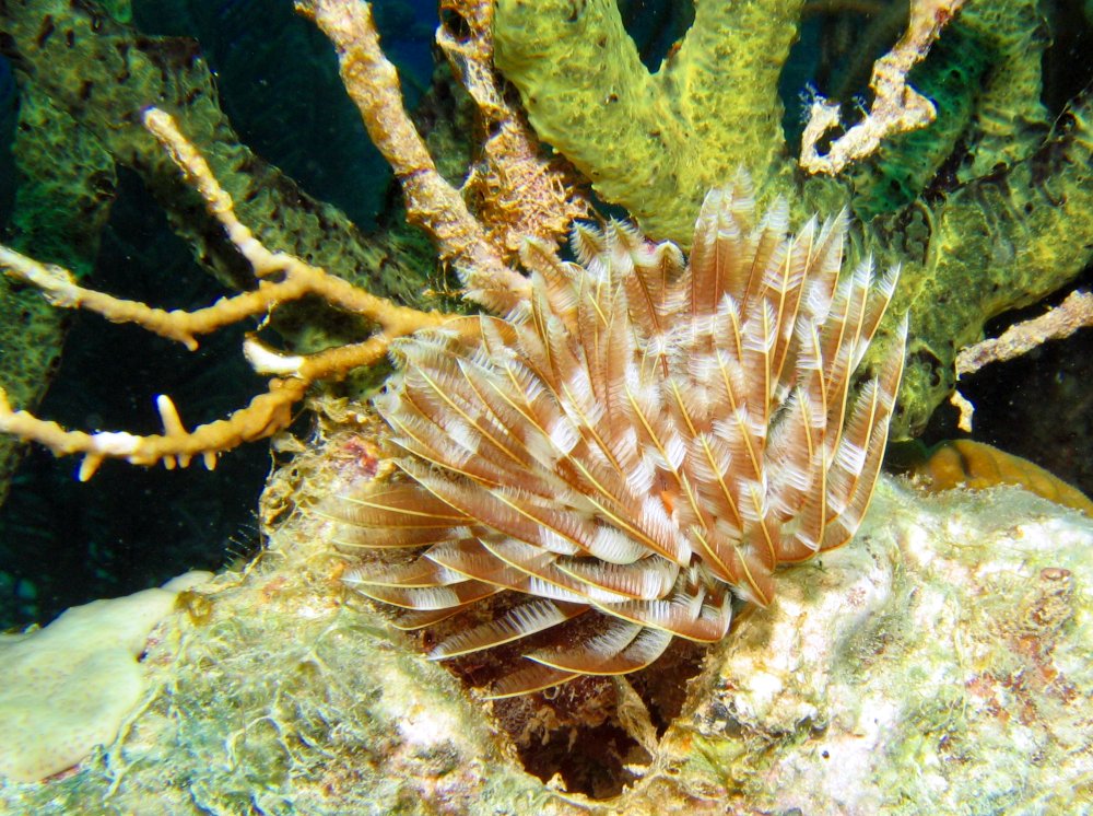 Magnificent Feather Duster - Sabellastarte magnifica