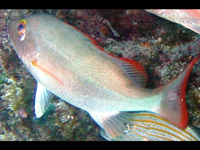 Mahogany Snapper - Lutjanus mahogoni