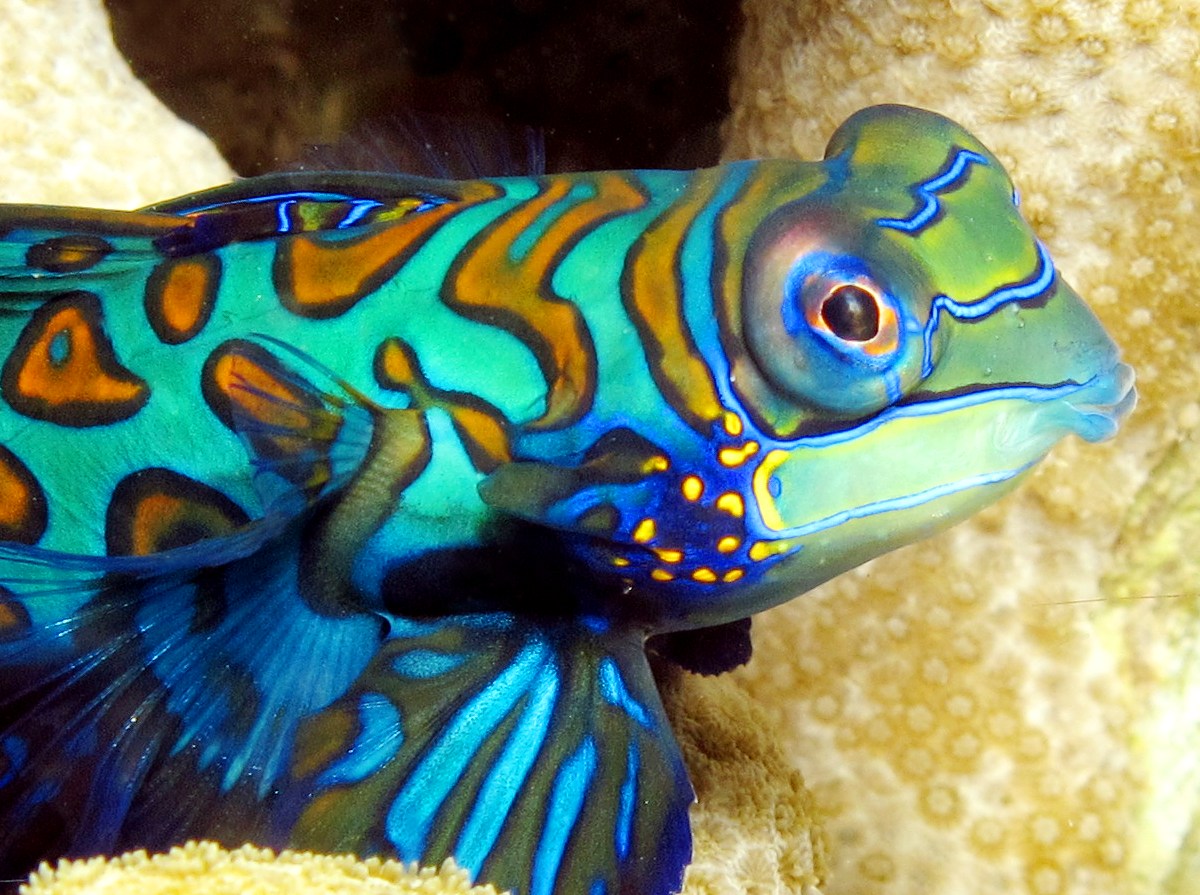 Mandarinfish - Synchiropus splendidus