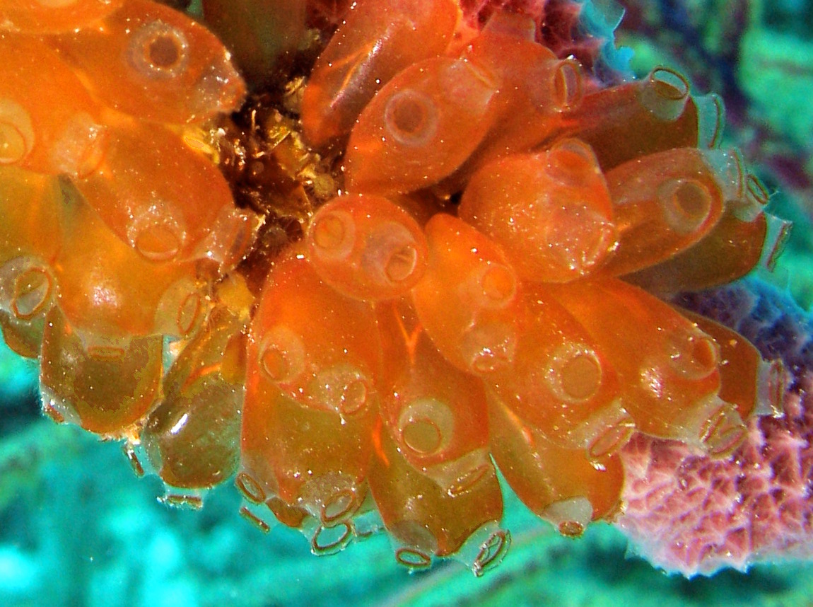 Mangrove Tunicate - Ecteinascidia turbinata