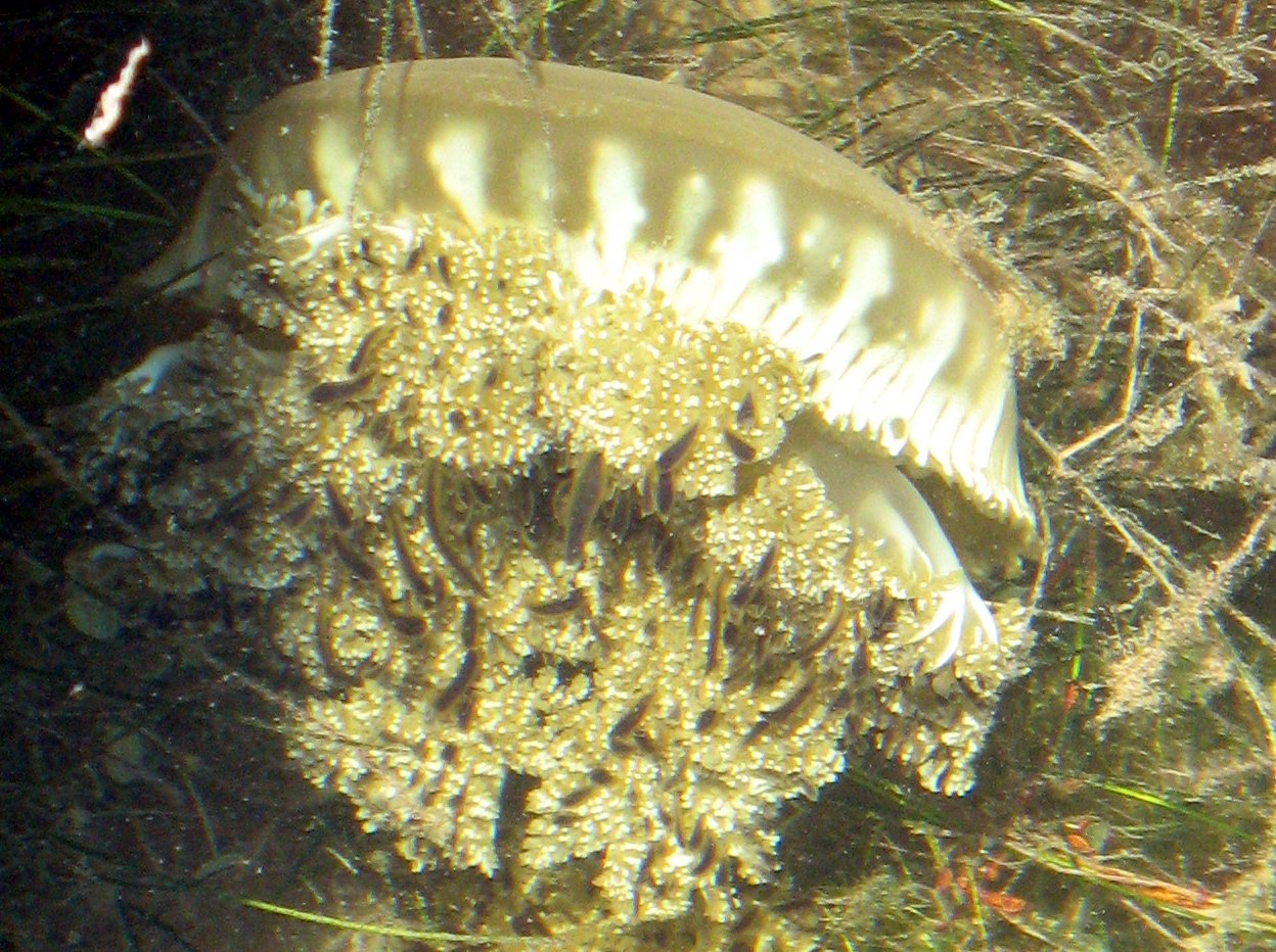 Mangrove Upsidedown Jelly - Cassiopea xamachana