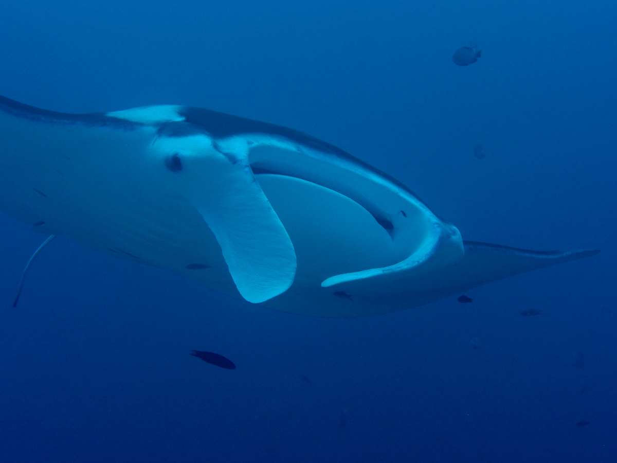Reef Manta Ray - Manta alfredi