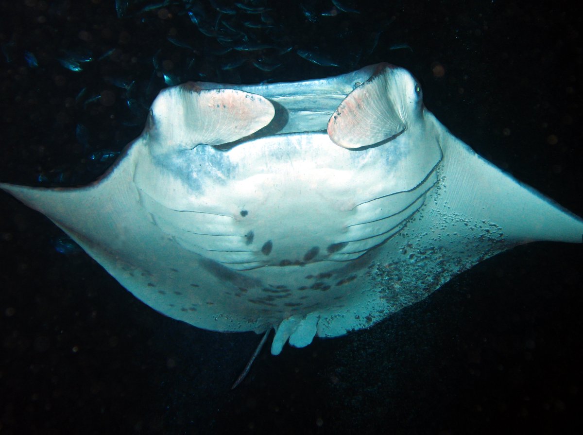 Reef Manta Ray - Manta alfredi