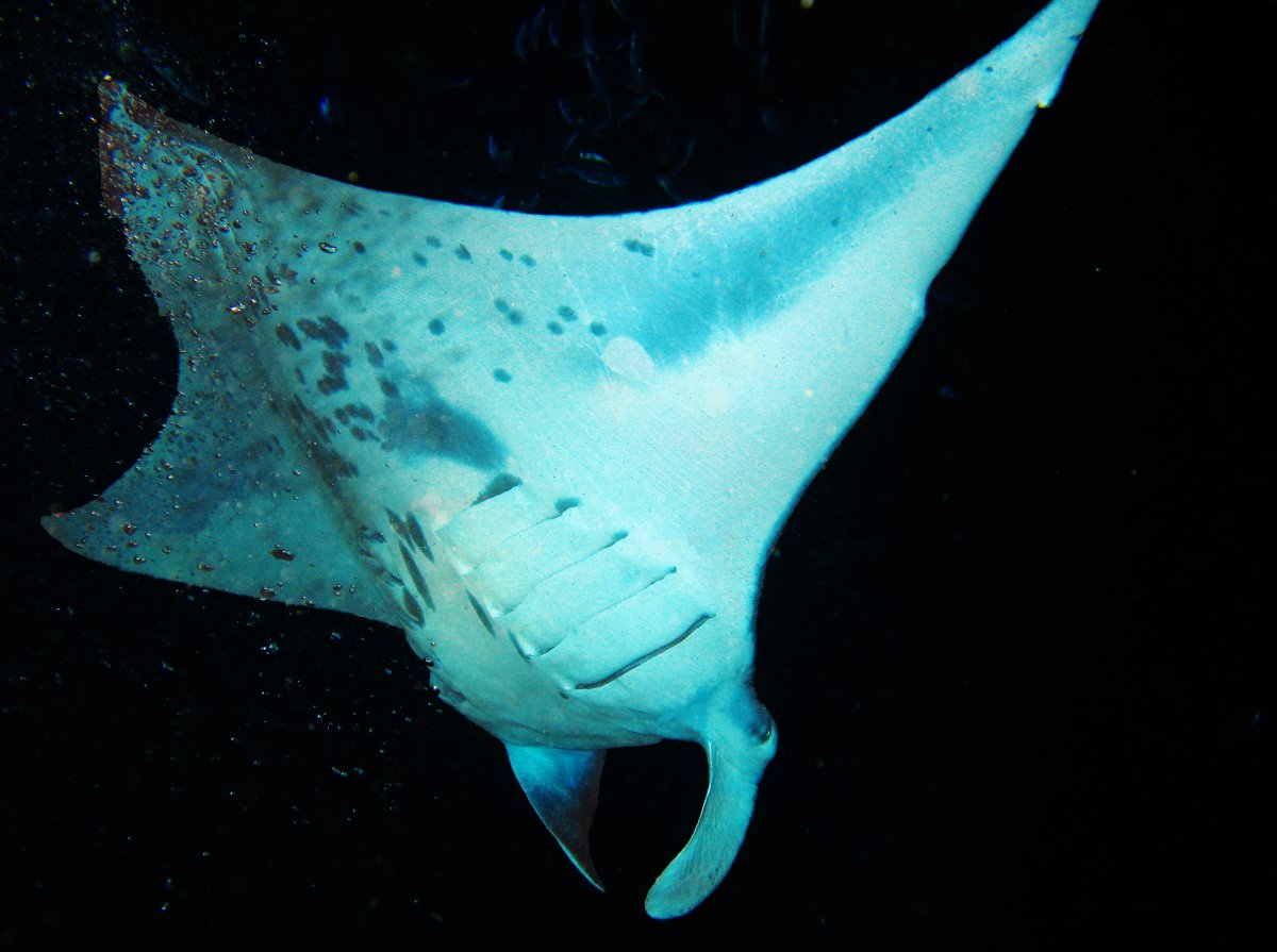 Reef Manta Ray - Manta alfredi
