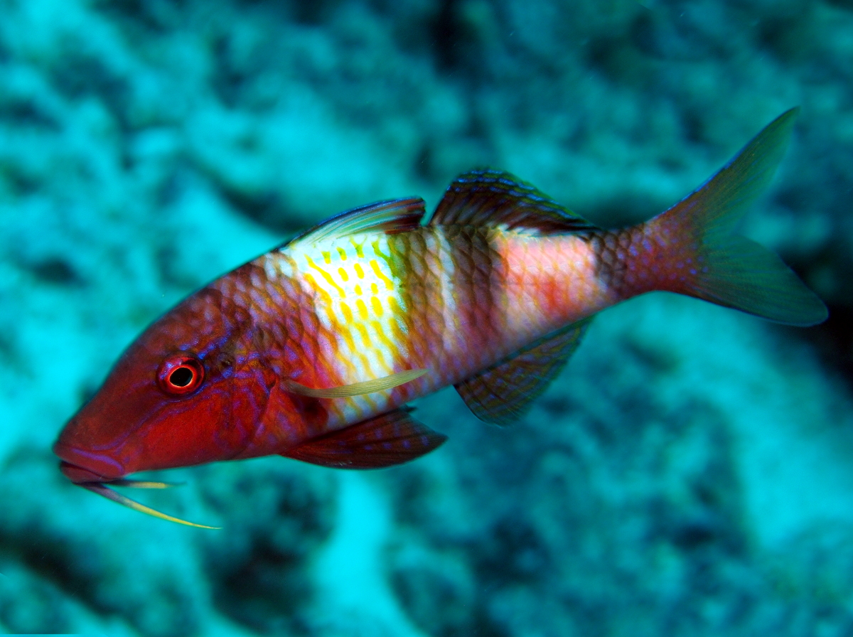 Manybar Goatfish - Parupeneus multifasciatus