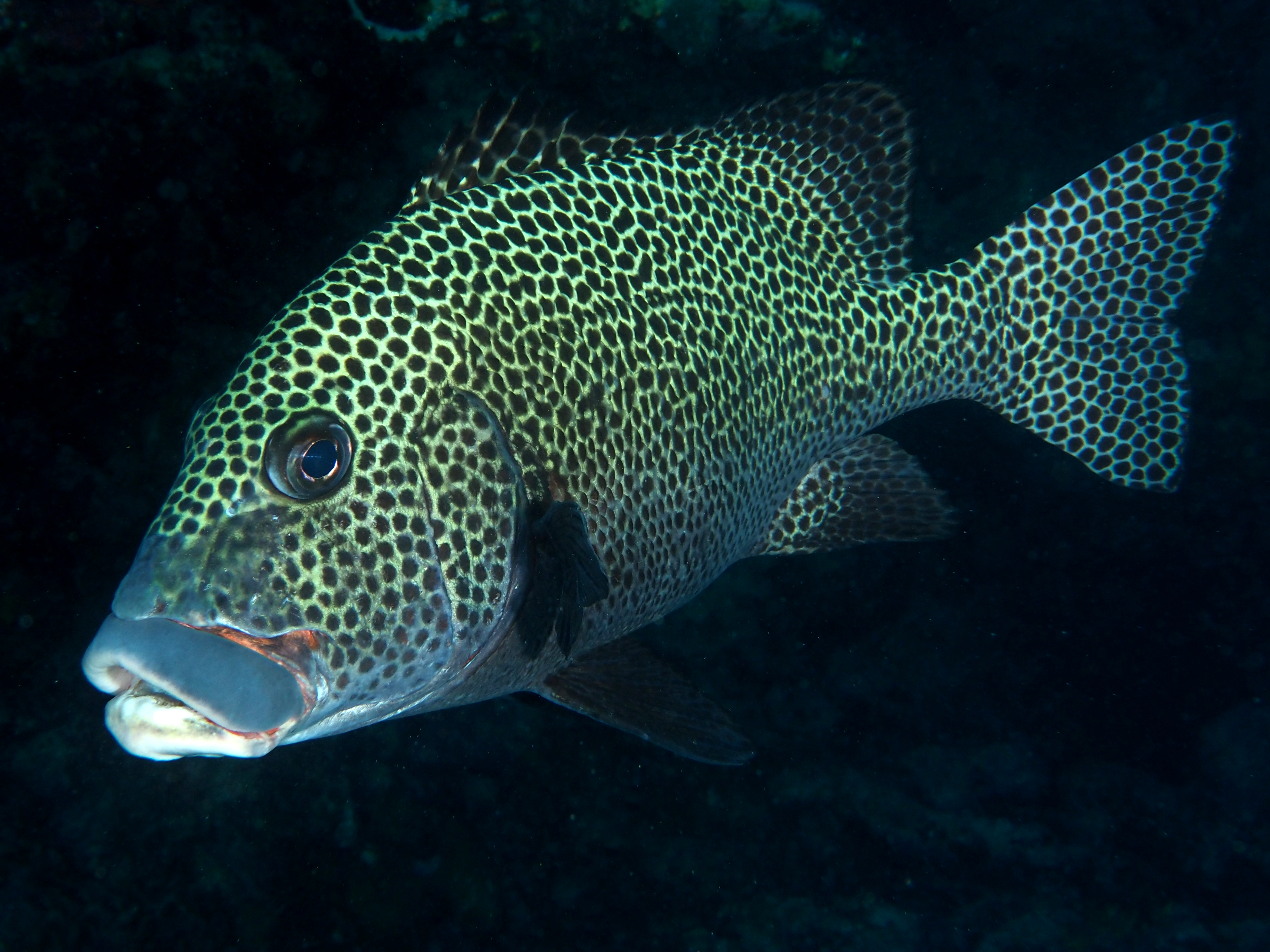 Many-Spotted Sweetlips - Plectorhinchus chaetodonoides