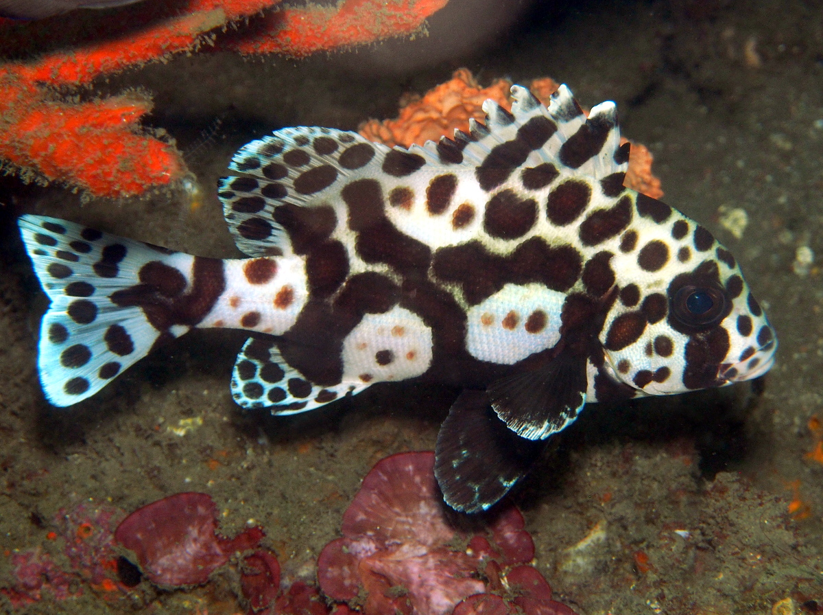 Many-Spotted Sweetlips - Plectorhinchus chaetodonoides