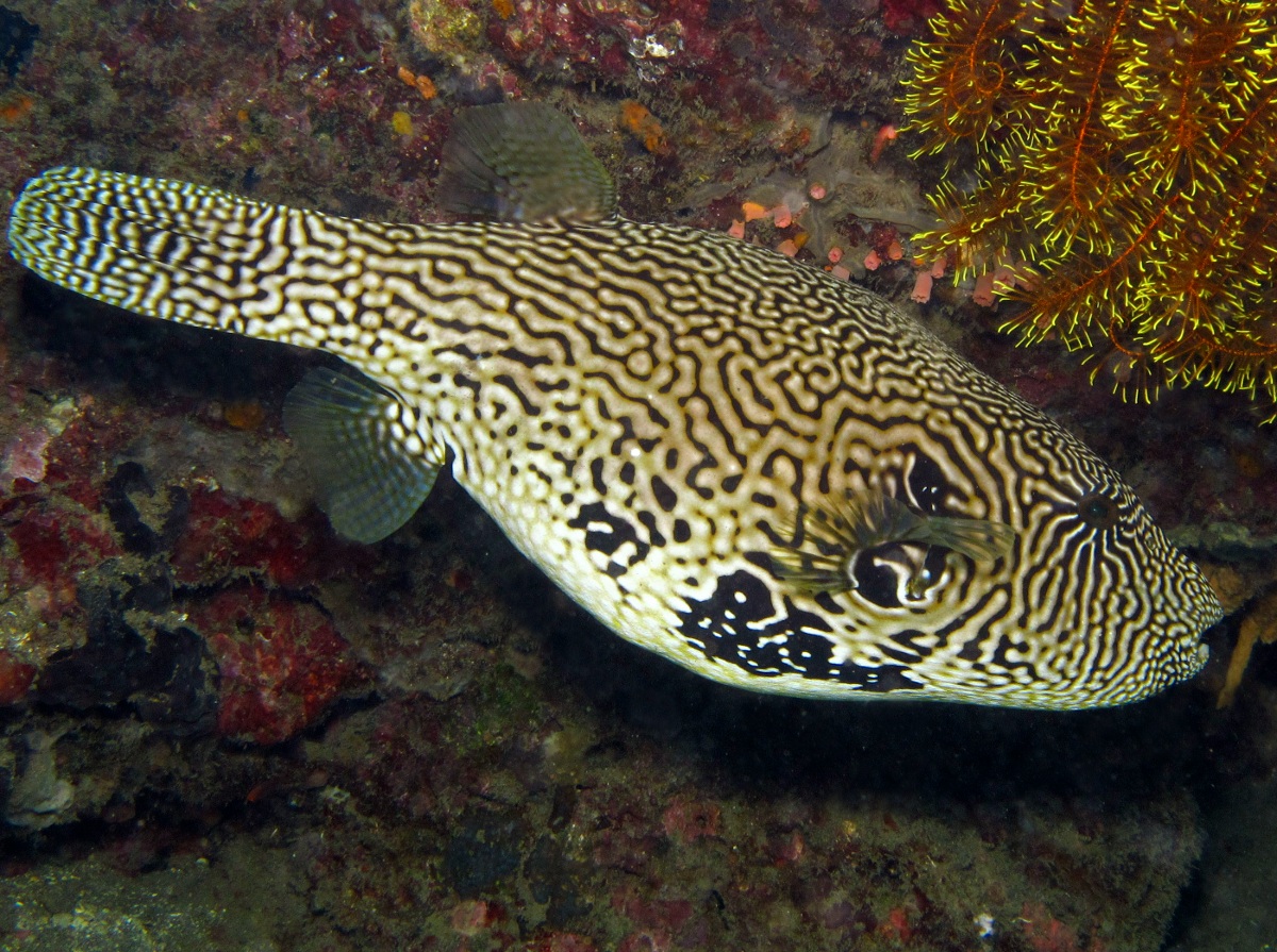 Map Puffer - Arothron mappa