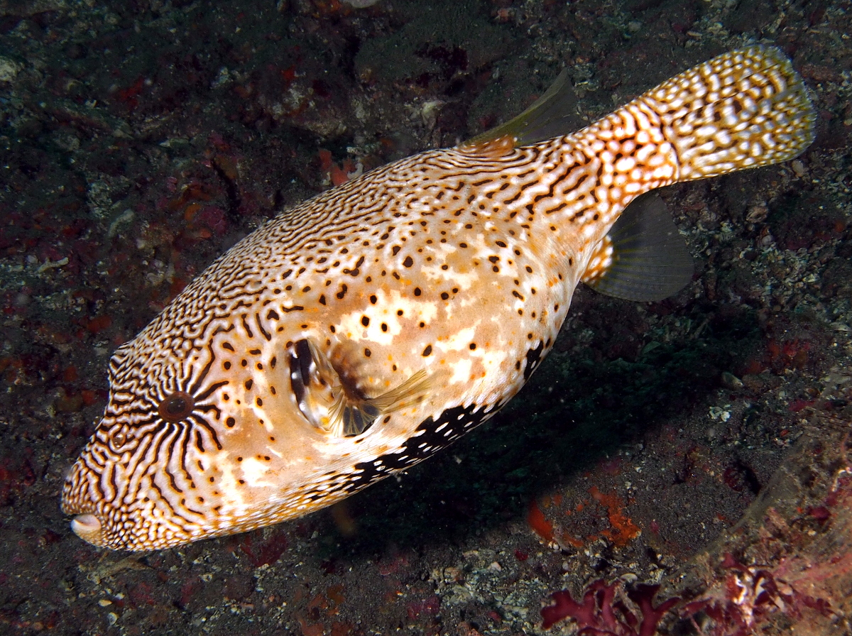 Map Puffer - Arothron mappa