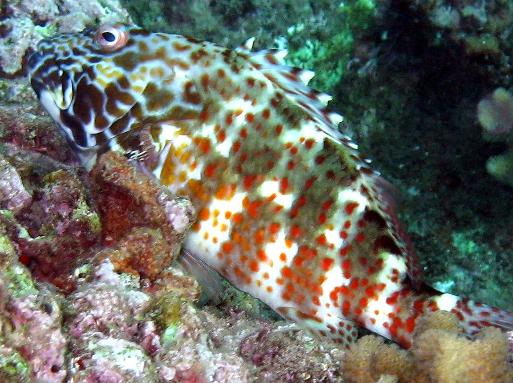 Marbled Hawkfish - Cirrhitus pinnulatus