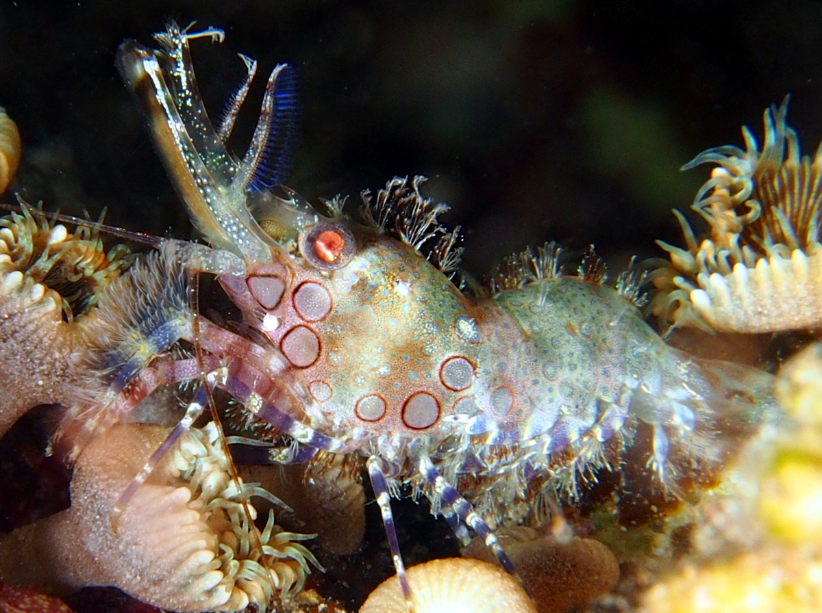 Marbled Shrimp - Saron marmoratus