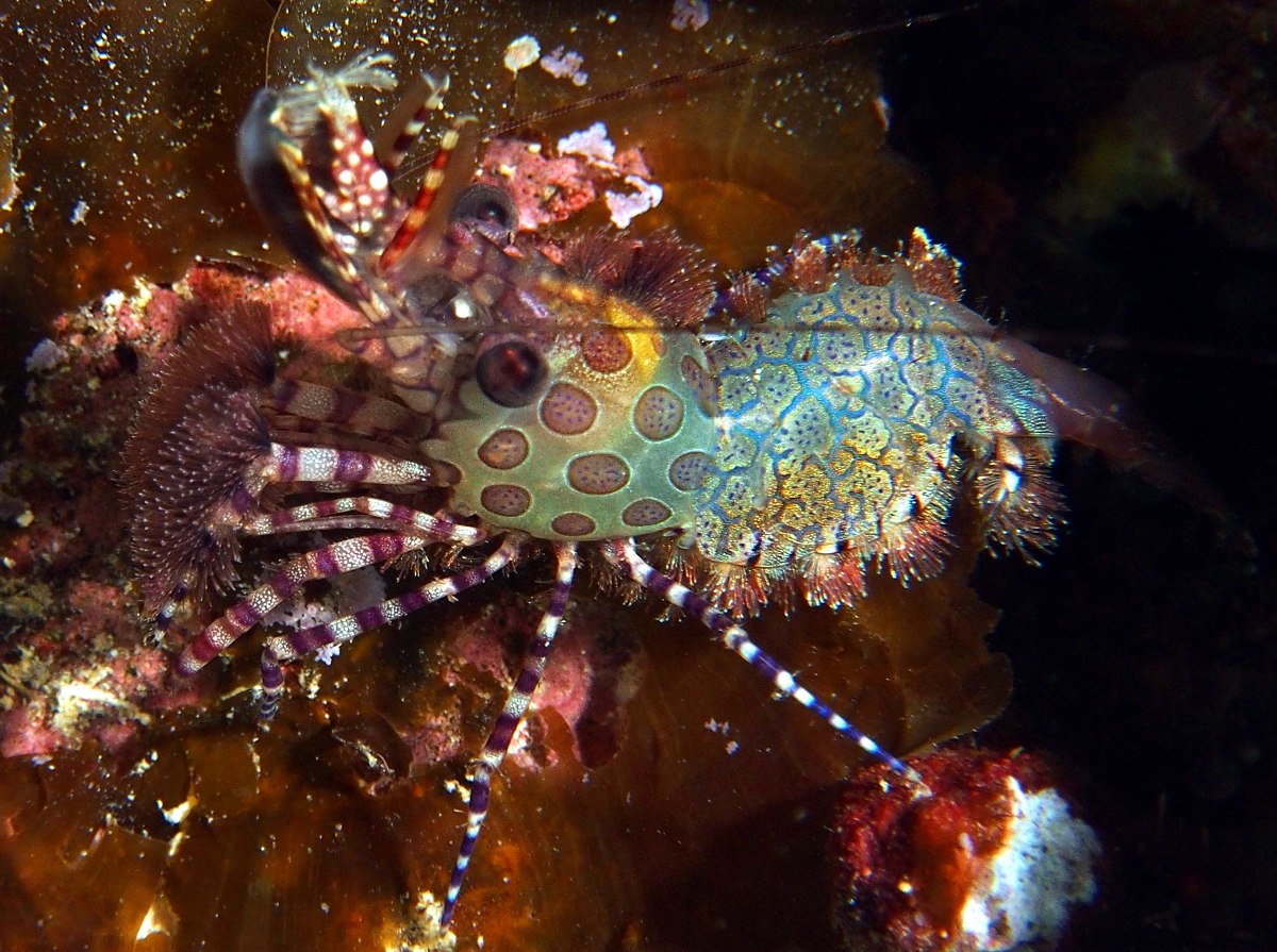 Marbled Shrimp - Saron marmoratus
