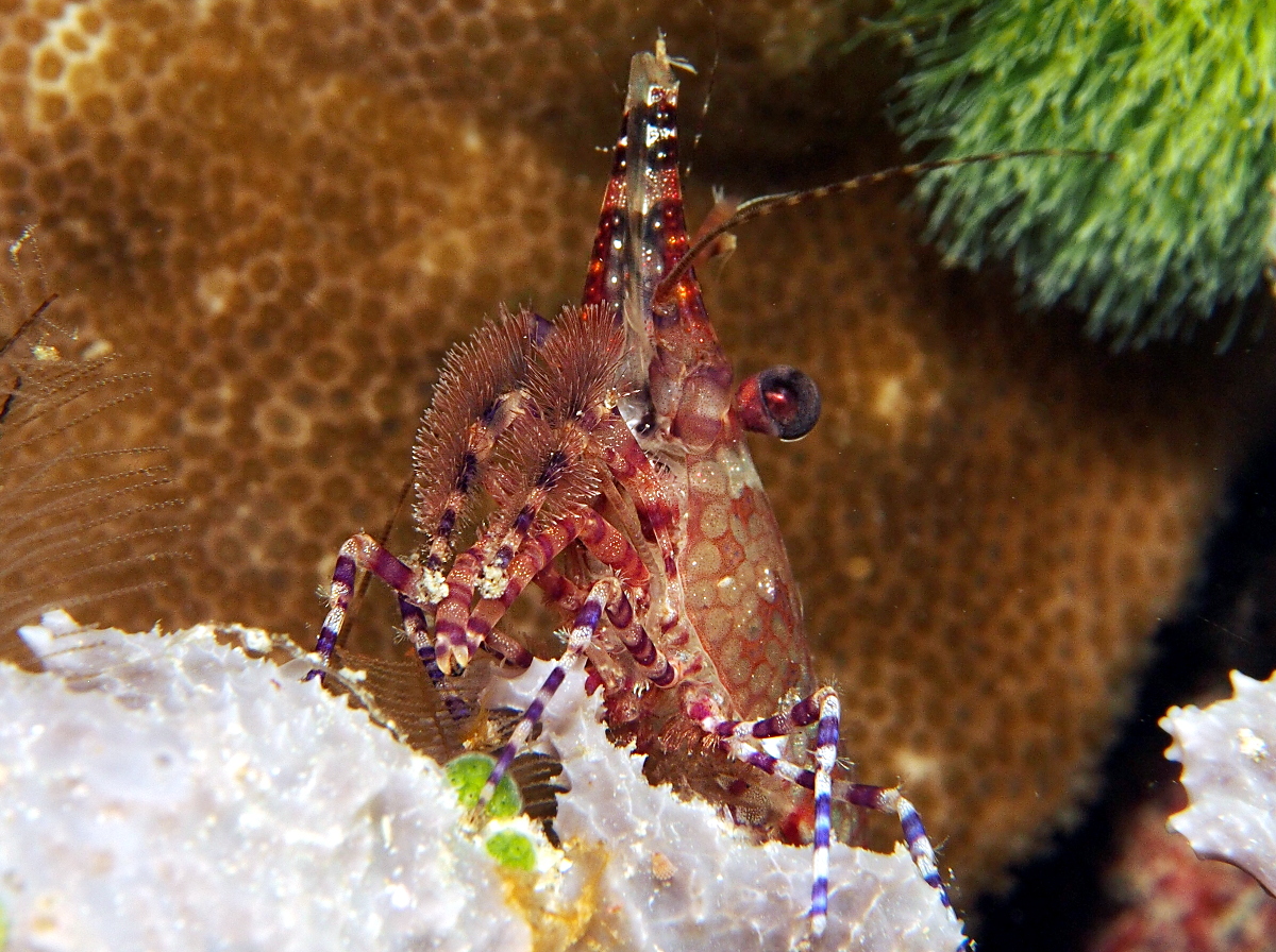 Marbled Shrimp - Saron marmoratus