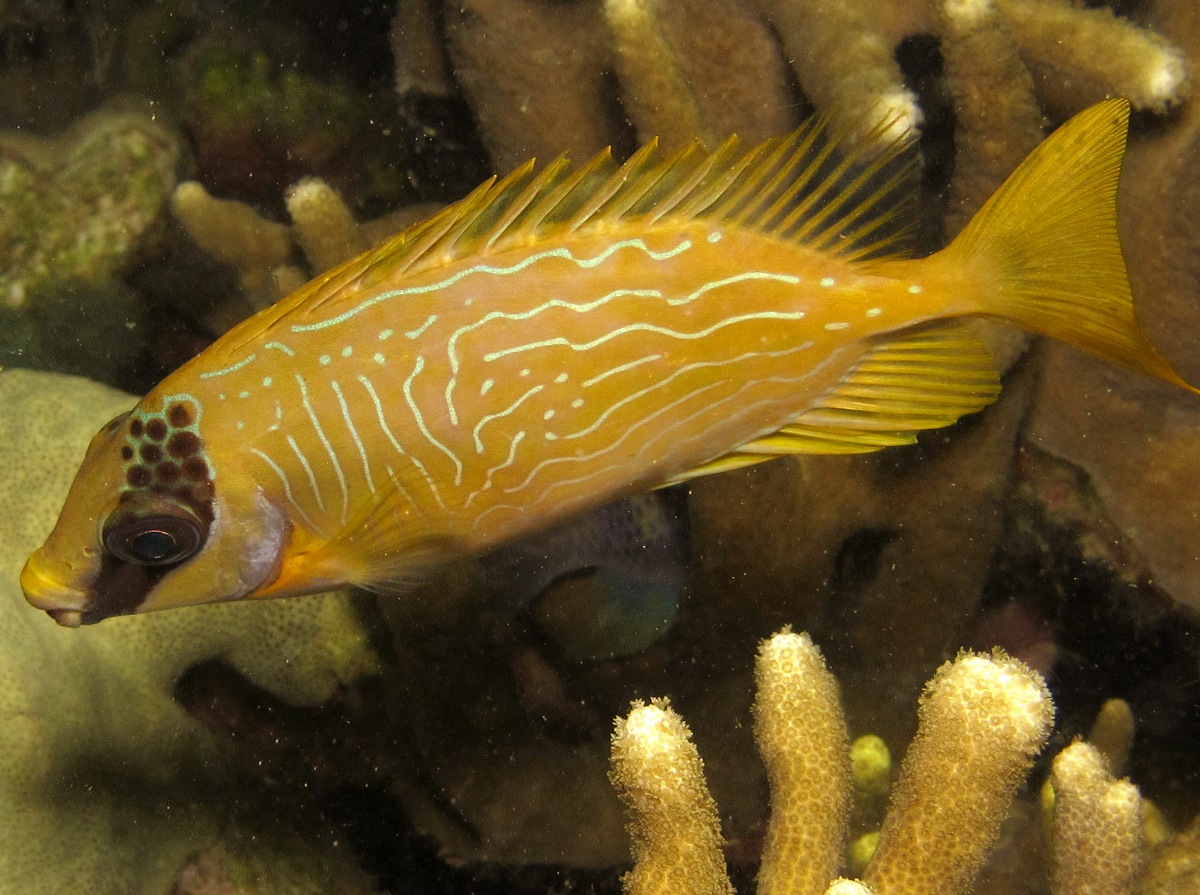 Masked Rabbitfish - Siganus puellus
