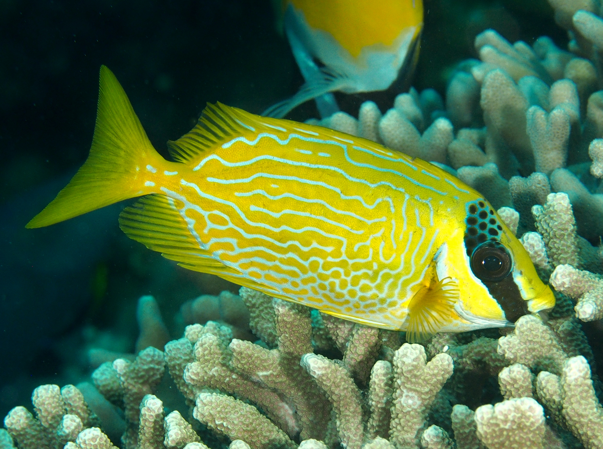 Masked Rabbitfish - Siganus puellus