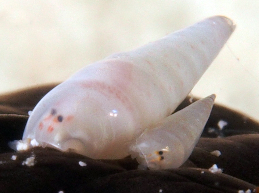 Sharp Eulima - Melanella hypsela - The Exumas, Bahamas