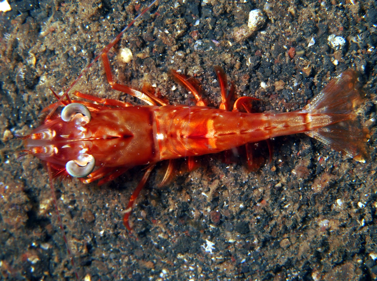 Humpback Prawn - Metapenaeopsis lamellata
