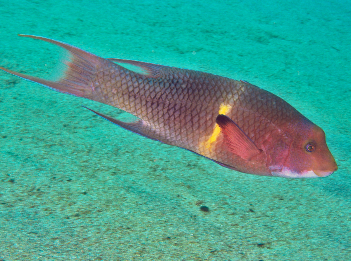 Mexican Hogfish - Bodianus diplotaenia
