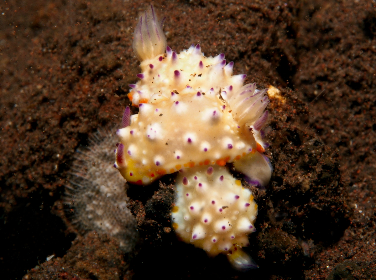 Bumpy Mexichromis - Mexichromis multituberculata