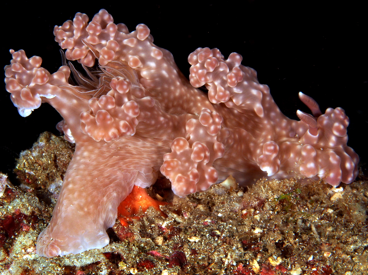 Miamira alleni - Miamira alleni