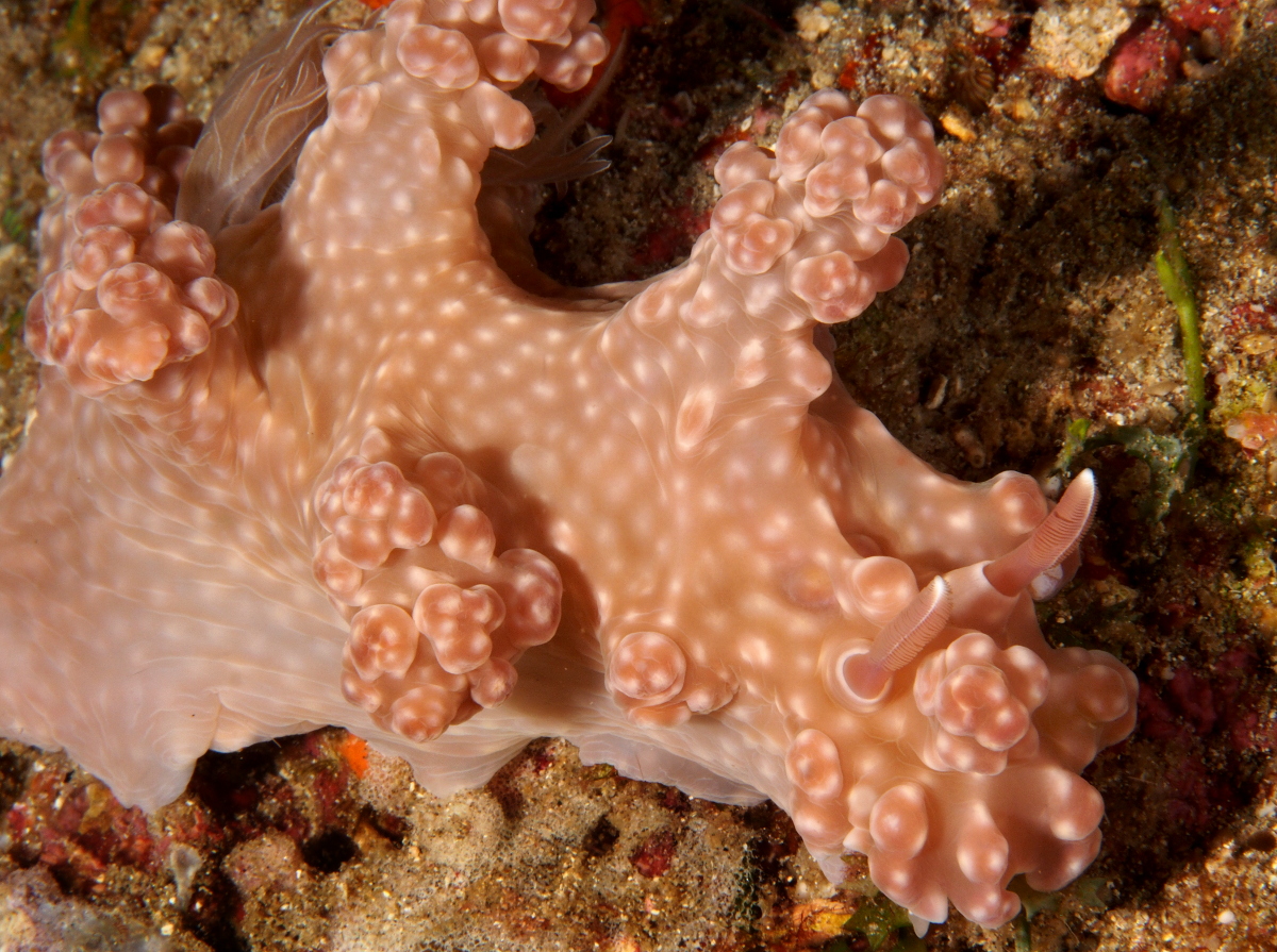 Miamira alleni - Miamira alleni