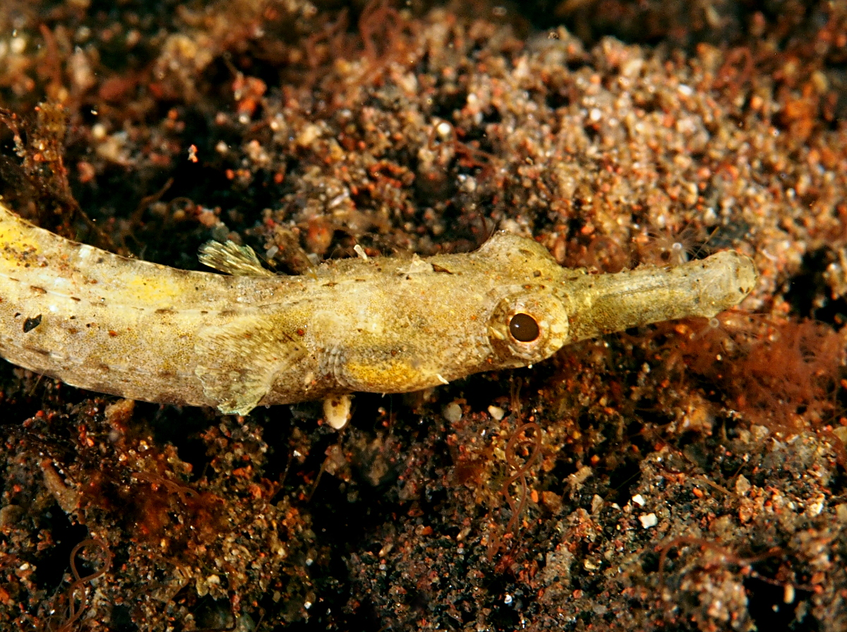 Micrognathus sp. - Micrognathus sp.