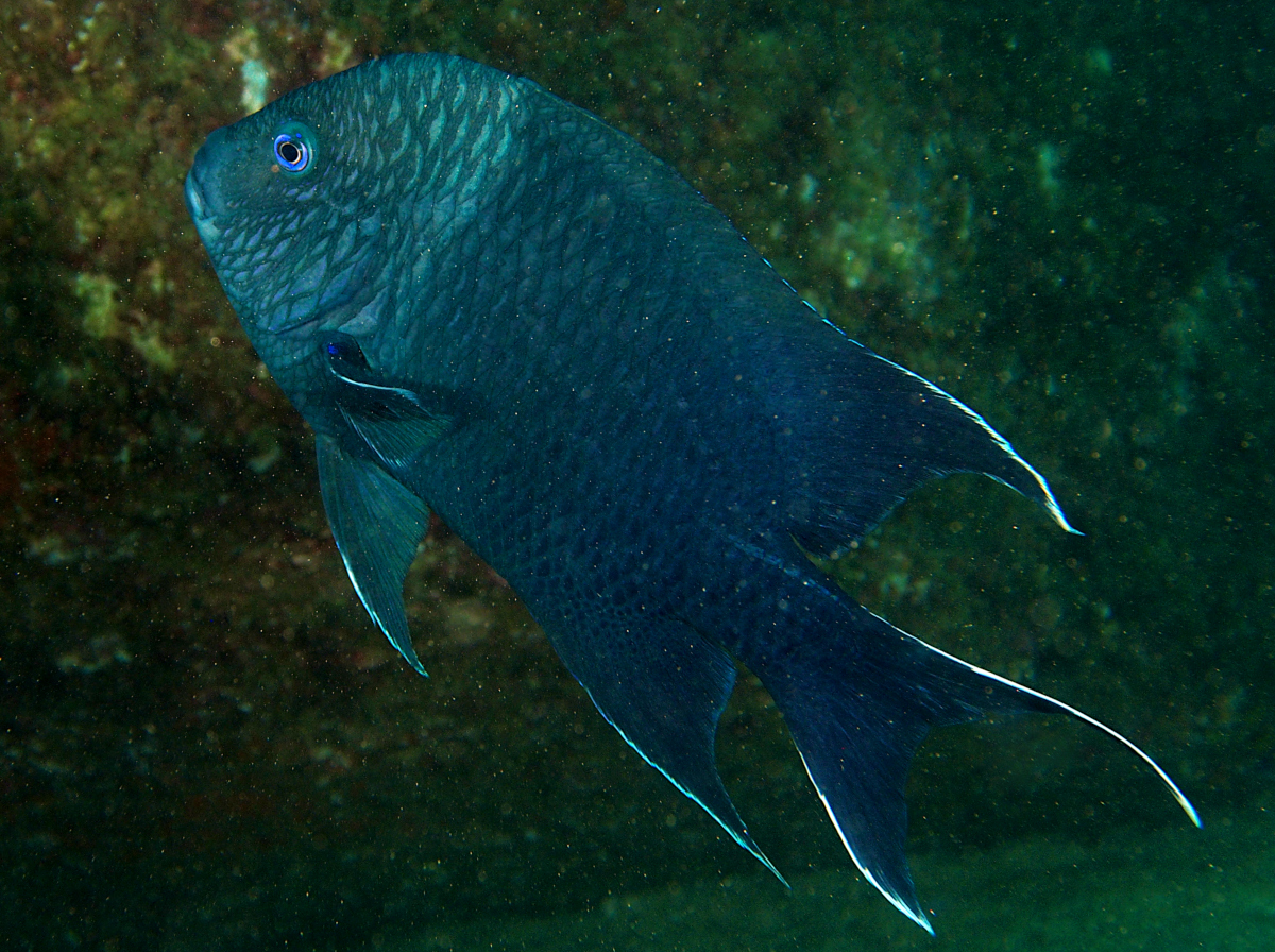 Giant Damselfish - Microspathodon dorsalis