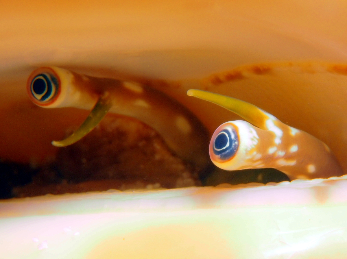 Milk Conch - Strombus costatus